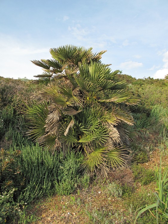 Chamaerops humilis